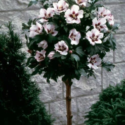 Hibiscus De Jardin Sur Tige Blanc/rouge