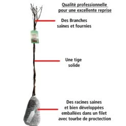 Hibiscus De Jardin Sur Tige Blanc/rouge -Fournitures De Jardin Soldes 2024 100418 3