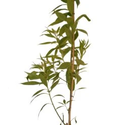 Chitalpa Pink Dawn 5 Chitalpa Pink Dawn -Fournitures De Jardin Soldes 2024 100431 3