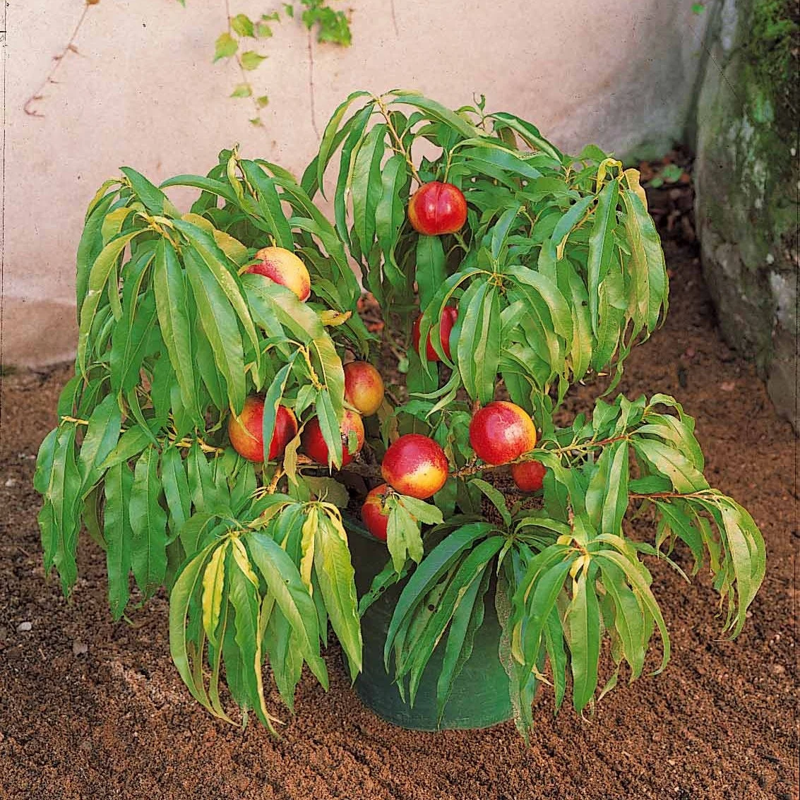 Mini-nectarine Morton 1 Mini-nectarine Morton