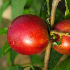 Mini-nectarine Morton 5 Mini-nectarine Morton -Fournitures De Jardin Soldes 2024 100445 2