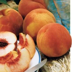 Pêcher Amsden -Fournitures De Jardin Soldes 2024 100448 3