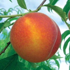 Pêcher Amsden -Fournitures De Jardin Soldes 2024 100448 4