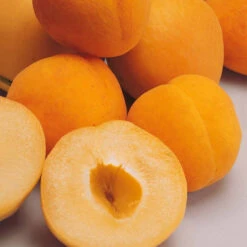 Abricotier Polonais 7 Abricotier Polonais -Fournitures De Jardin Soldes 2024 100453 1