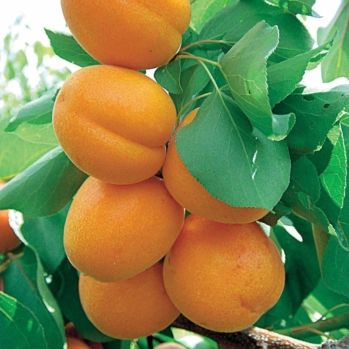 Abricotier Polonais 1 Abricotier Polonais