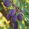 Prunier Quetsche D'Alsace