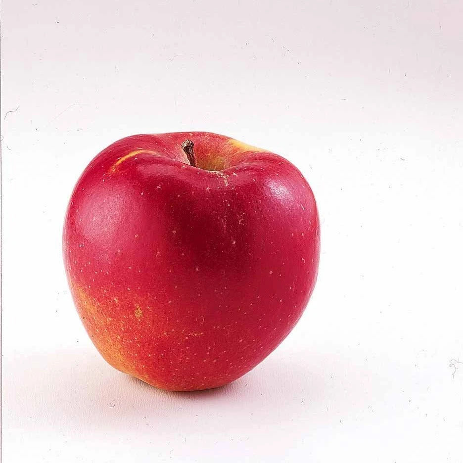 Mini-pommier Braeburn 2 Mini-pommier Braeburn – Image 2