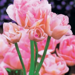 Collection De Tulipes à Fleurs De Pivoine 14 Collection De Tulipes à Fleurs De Pivoine -Fournitures De Jardin Soldes 2024 100482 6