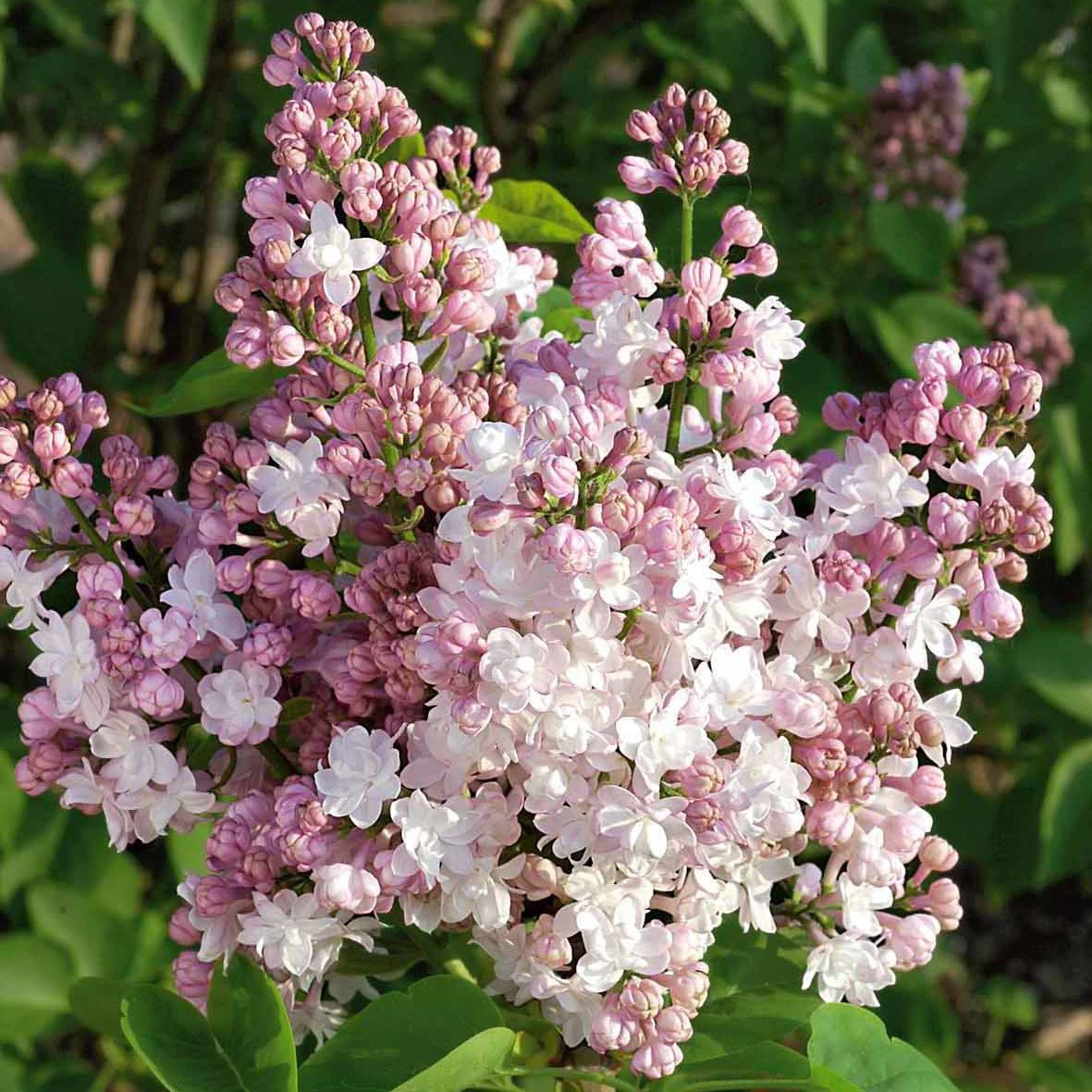 Lilas Double Beauty Of Moscow 1 Lilas Double Beauty Of Moscow