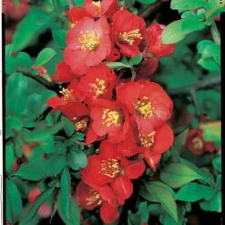 Cognassier Du Japon Cido