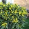 Mahonia Charity