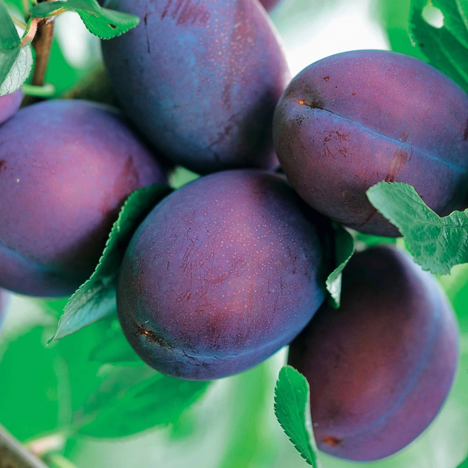 Prunier Président 2 Prunier Président – Image 2