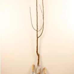 Prunier Président 9 Prunier Président -Fournitures De Jardin Soldes 2024 100593 4 1706539298520