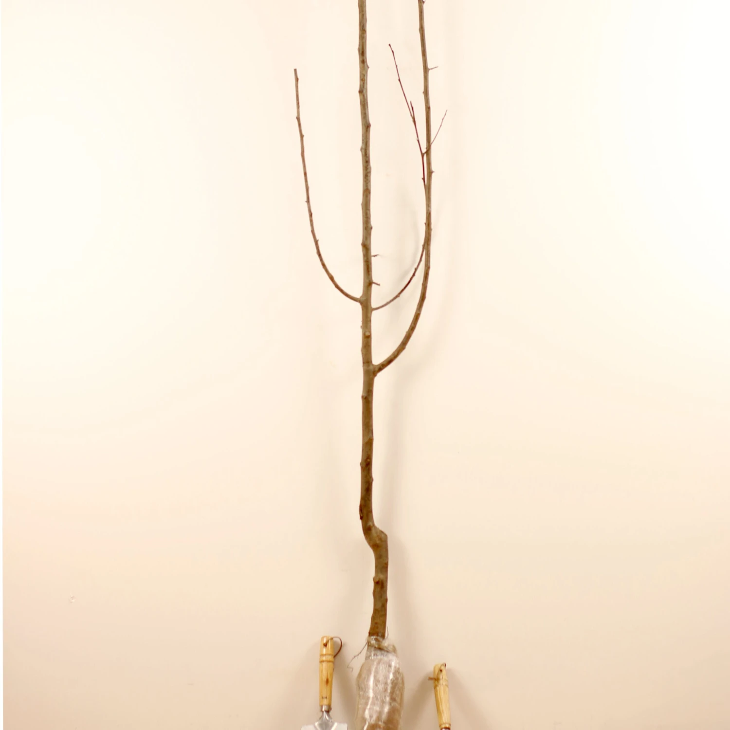 Prunier Président 5 Prunier Président – Image 5