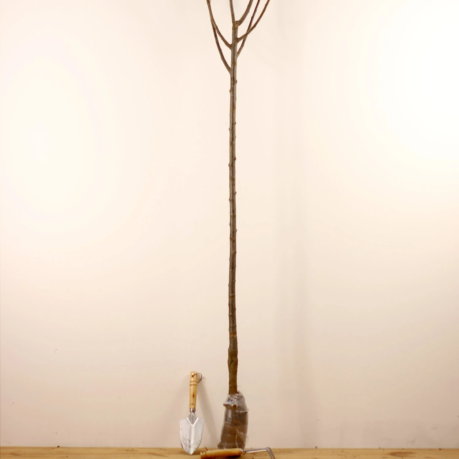 Prunier Président 4 Prunier Président – Image 4