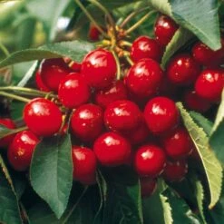 Cerisier Bigarreau Summit