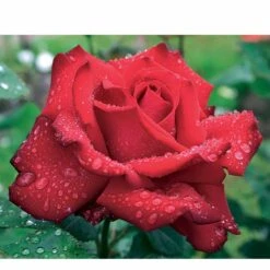 Rosier Buisson Grande Amore ® -Fournitures De Jardin Soldes 2024 100603 3 1706536747602