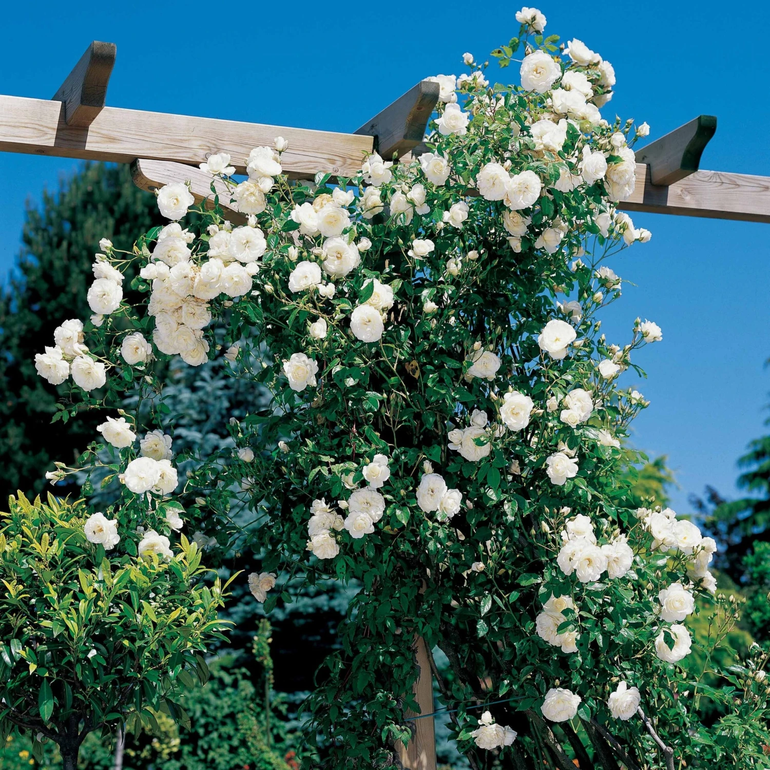 Rosier Grimpant Hella 3 Rosier Grimpant Hella – Image 3