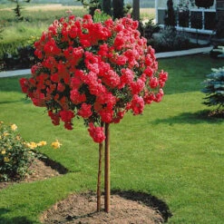 Rosier Pleureur Excelsa Sur Tige -Fournitures De Jardin Soldes 2024 100632 1 1704463824973