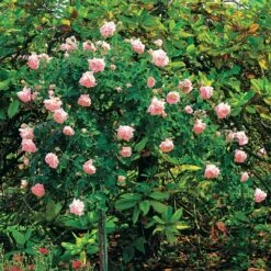 Rosier Cascade Rose Sur Tige -Fournitures De Jardin Soldes 2024 100634 3 1700226343886