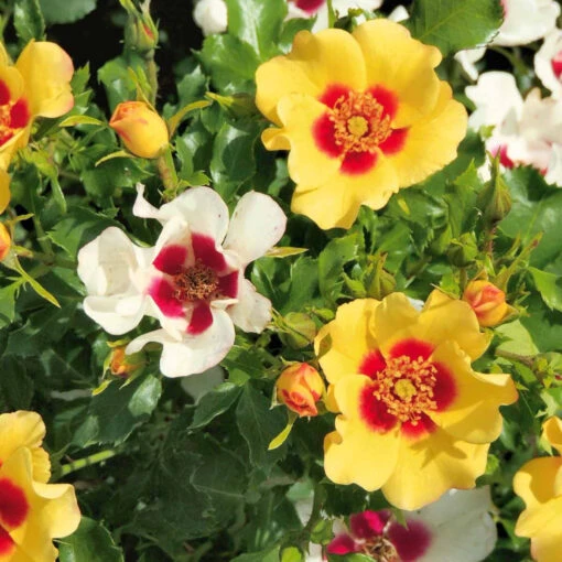 Rosier Babylon Eyes ® Cream Interbablitlig COV -Fournitures De Jardin Soldes 2024 100637 1