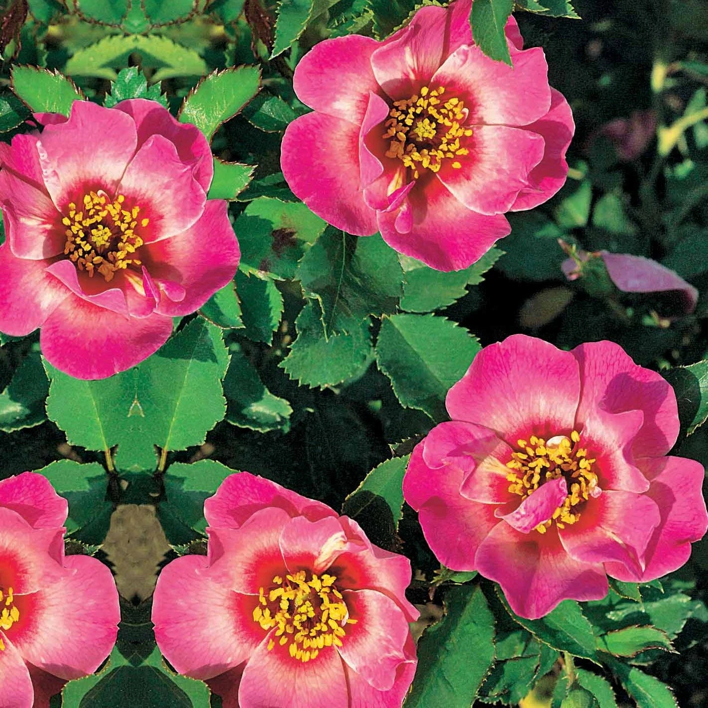 Rosier Babylon Eyes ® Queen Interybabeucq COV 1 Rosier Babylon Eyes ® Queen Interybabeucq COV