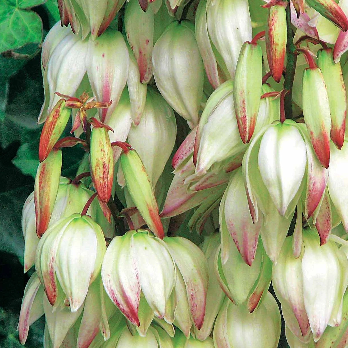 Yucca Panaché 2 Yucca Panaché – Image 2