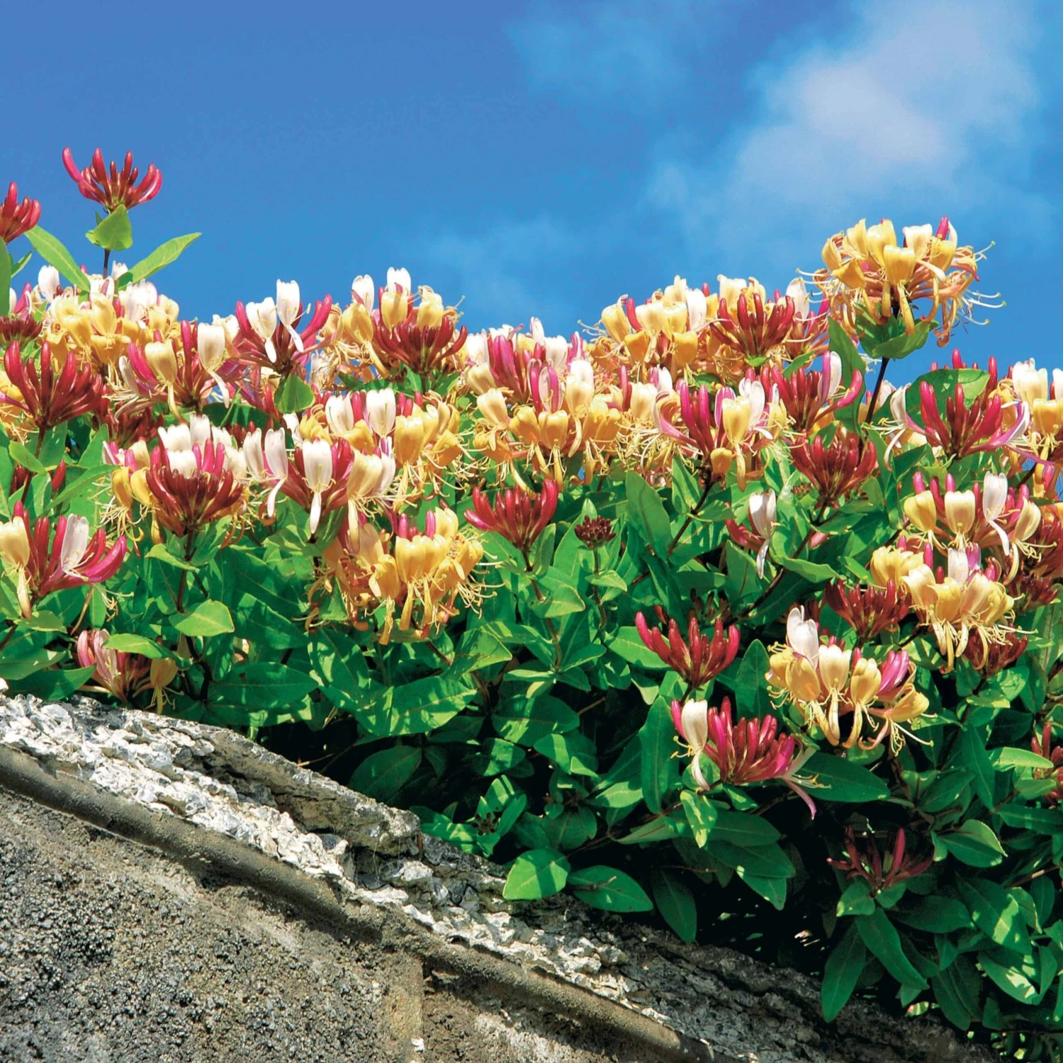 Chèvrefeuille Des Bois Serotina 2 Chèvrefeuille Des Bois Serotina – Image 2