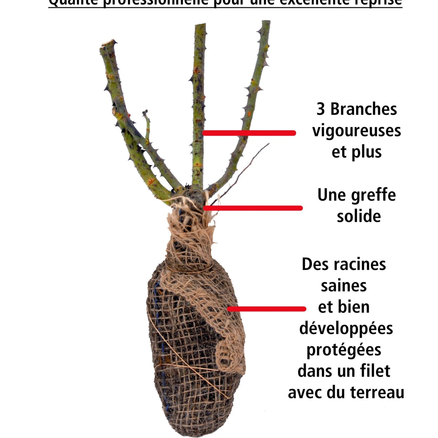 Rosier Anglais Fish Ausgreen ® 4 Rosier Anglais Fish Ausgreen ® – Image 4