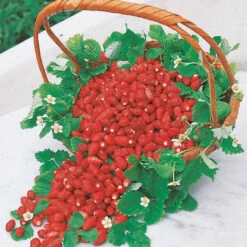 Fraisier Remontant Reine Des Vallées