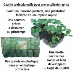 Fraisier Remontant Reine Des Vallées -Fournitures De Jardin Soldes 2024 100665 4