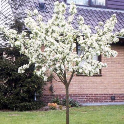 Poirier William's Rouge -Fournitures De Jardin Soldes 2024 100690 4 1706172801050