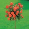 Rosier Sur Tige Ramona