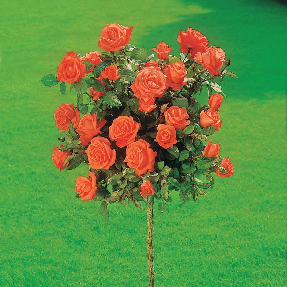 Rosier Sur Tige Ramona 1 Rosier Sur Tige Ramona