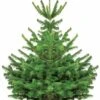 Sapin De Noël Naturel Nordmann 125/ 150 Cm Livré Avec Sa Bûche