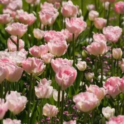 Collection De 20 Tulipes Romantiques Angélique Et Shirley -Fournitures De Jardin Soldes 2024 100784 3 1700128094812