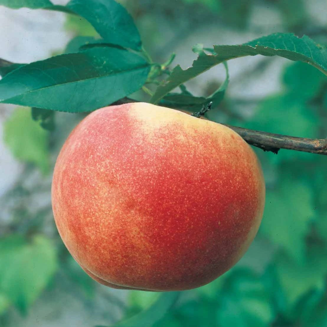 Mini-pêcher Suncrest 2 Mini-pêcher Suncrest – Image 2