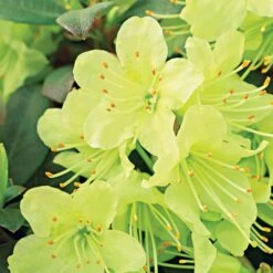 Rhododendron Princess Anne