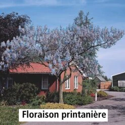 L'Arbre Impérial -Fournitures De Jardin Soldes 2024 100812 2 1700059816904