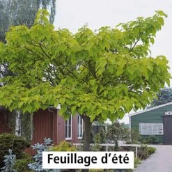 L'Arbre Impérial -Fournitures De Jardin Soldes 2024 100812 3 1700059822542