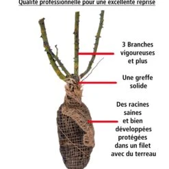 Rosier Des îles Tahiti -Fournitures De Jardin Soldes 2024 100820 2 1706539311226