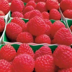 Framboisier Remontant Paris