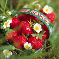 Fraisier Remontant Mara Des Bois -Fournitures De Jardin Soldes 2024 100862 3 1699628319381