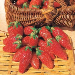 Fraisier Gariguette -Fournitures De Jardin Soldes 2024 100865 1 1703067928461