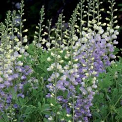 Lupin Indigo Eclipse De Lune