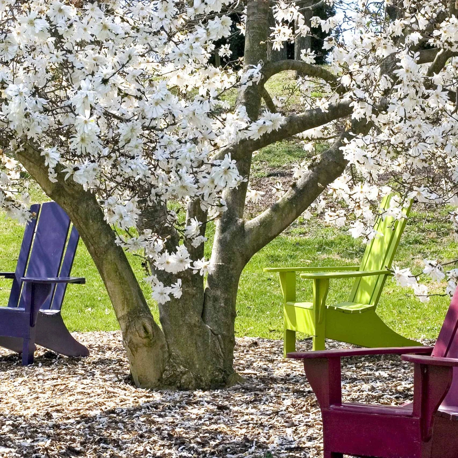 Magnolia étoilé 6 Magnolia étoilé – Image 6