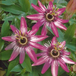 Passiflore Victoria -Fournitures De Jardin Soldes 2024 100984 3 1700059965432