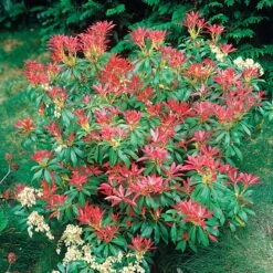 Pieris Forest Flame -Fournitures De Jardin Soldes 2024 100986 1 1705483746614