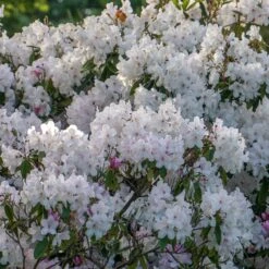 Rhododendron Cunningham's White