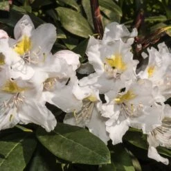 Rhododendron Cunningham's White -Fournitures De Jardin Soldes 2024 101059 3 1700230591888